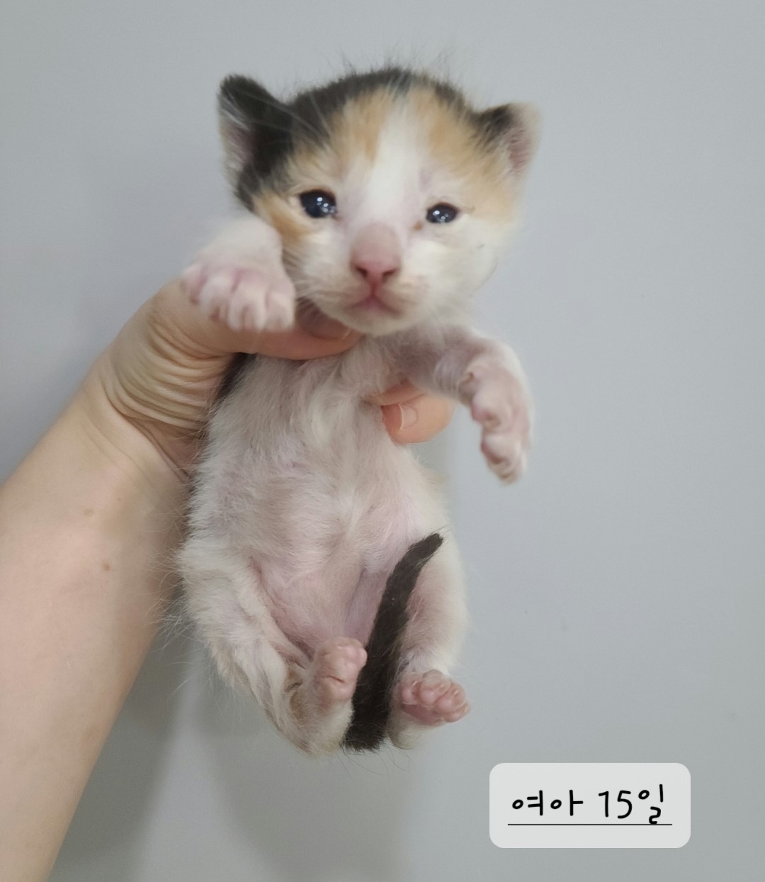 한국 고양이 이미지 파일 입니다.
